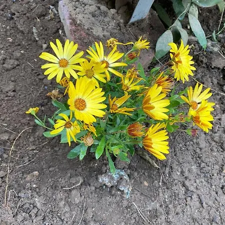 Vila Vorpsi Your In With Garden * Τίρανα